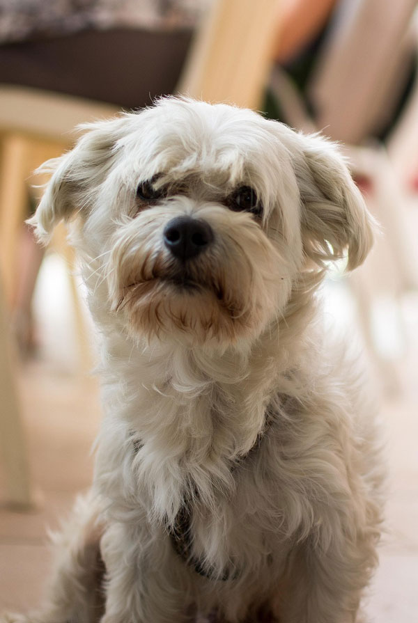 Santé du Bichon Maltais