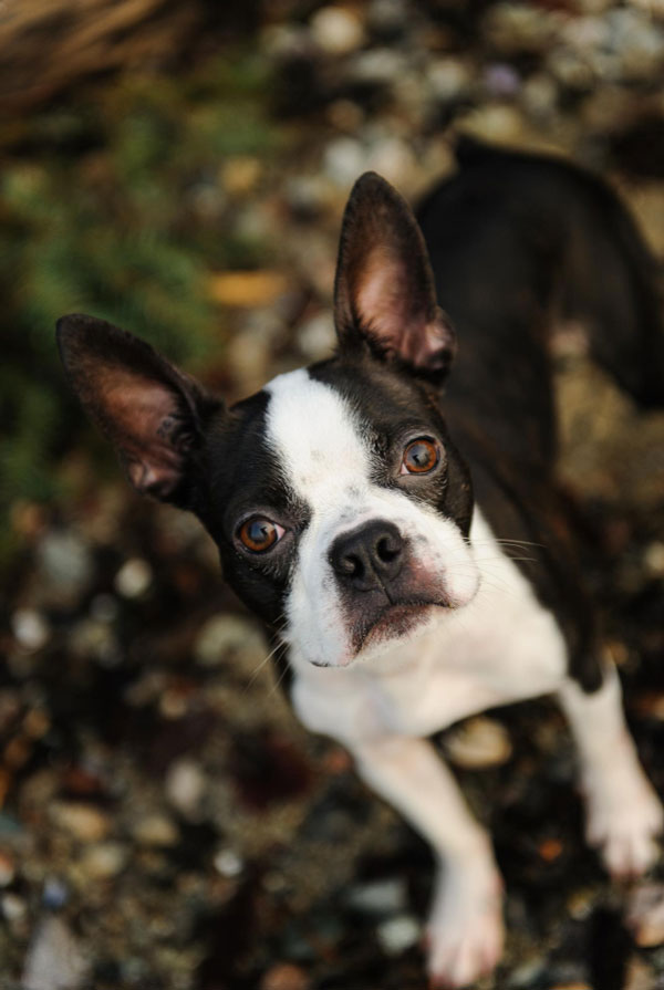 Santé du Boston Terrier