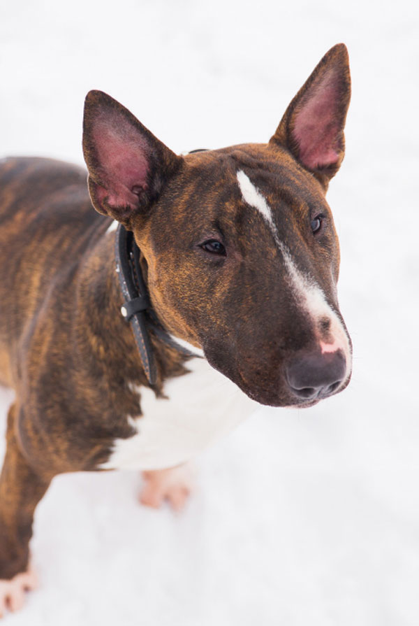 Santé du Bull Terrier
