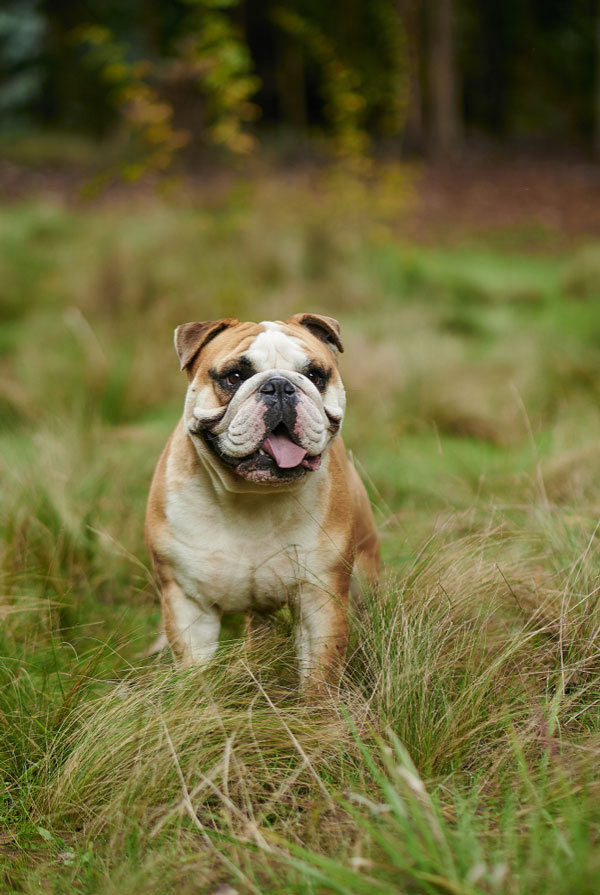 Santé du Bulldog Anglais