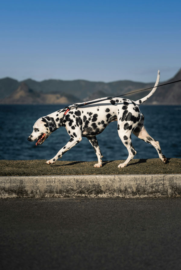 Santé du Dalmatien