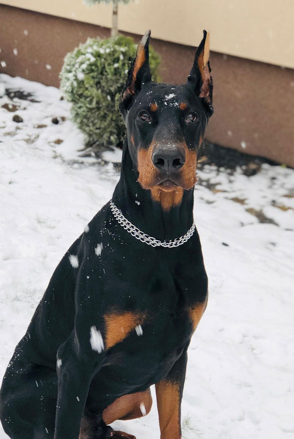 Santé du Dobermann