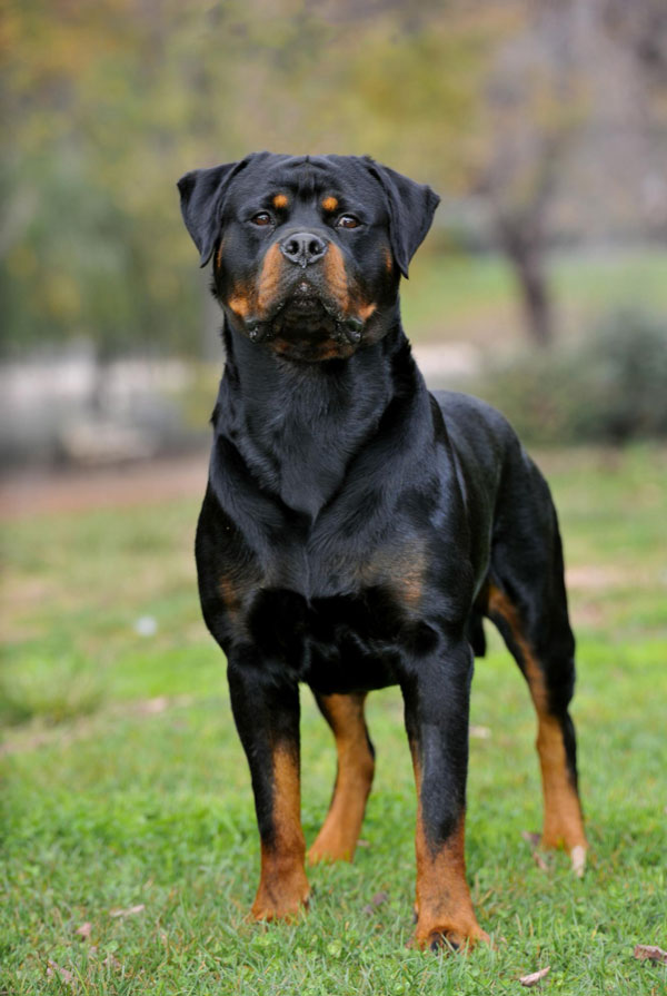 Santé du Rottweiler