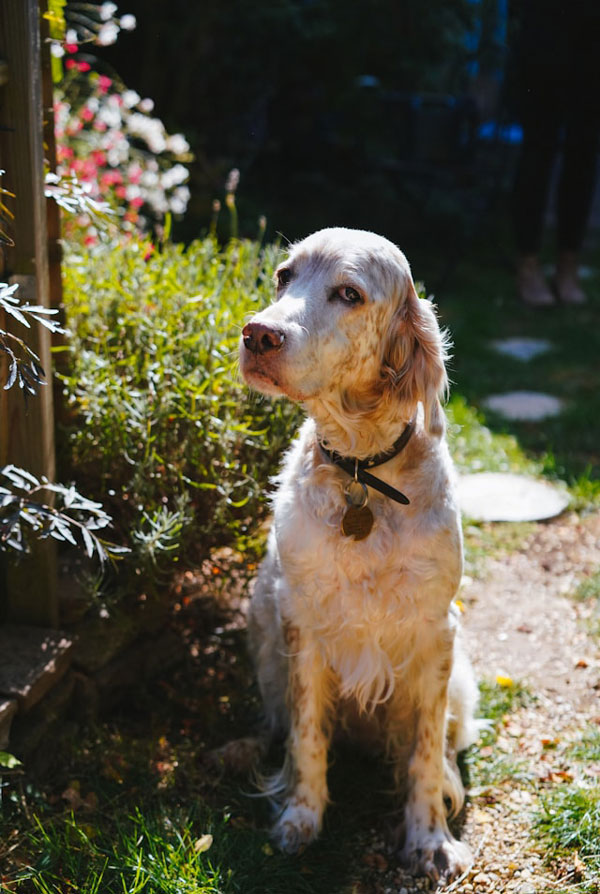 Santé du Setter Anglais