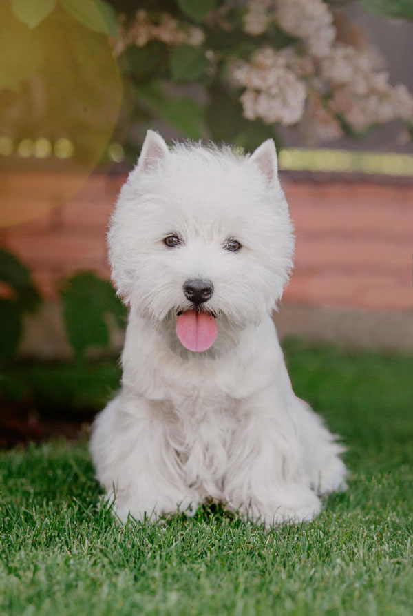 Santé du Westie