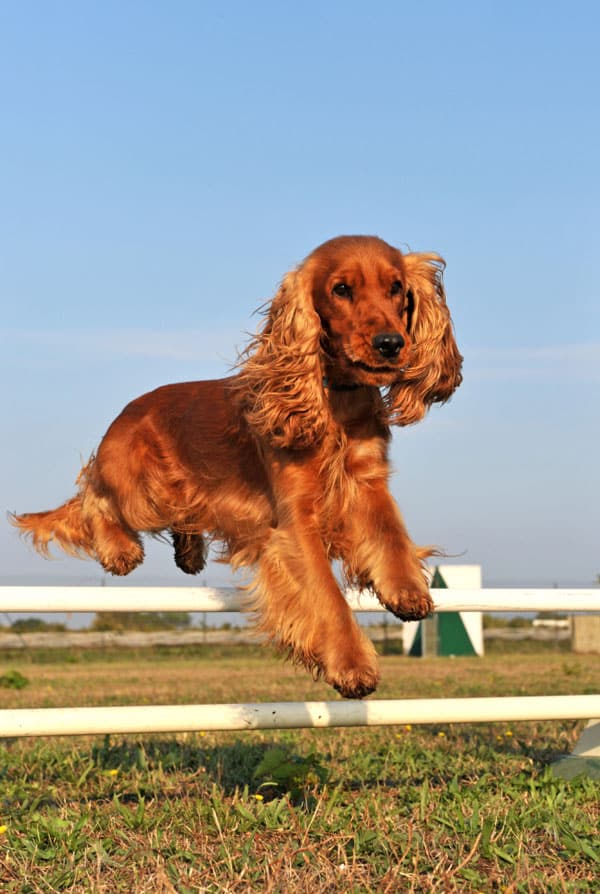 Chien Cocker Anglais avec une sécheresse oculaire