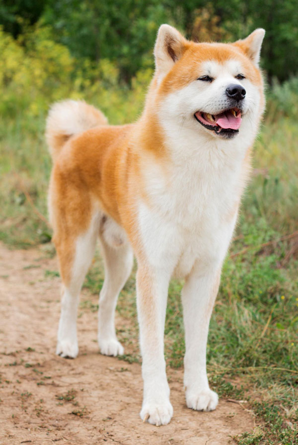 Souscrire assurance Akita Inu