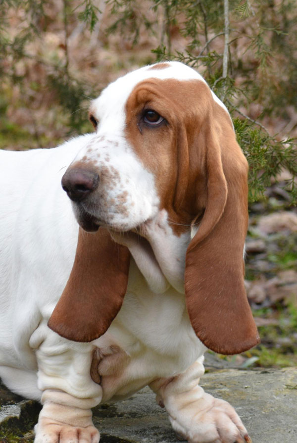 Souscrire assurance Basset Hound