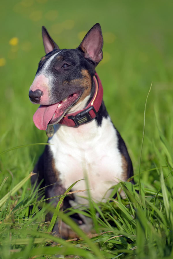 Souscrire assurance Bull Terrier