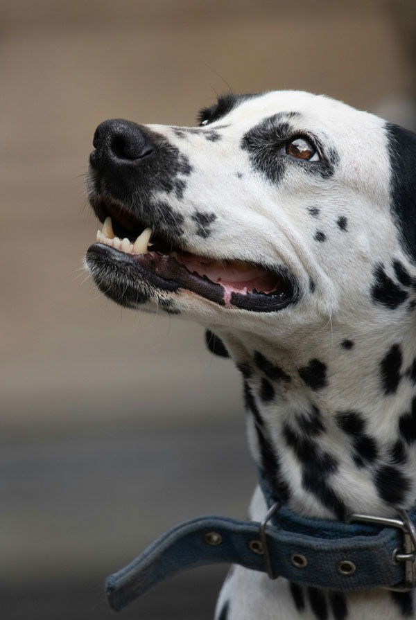Souscrire assurance Dalmatien