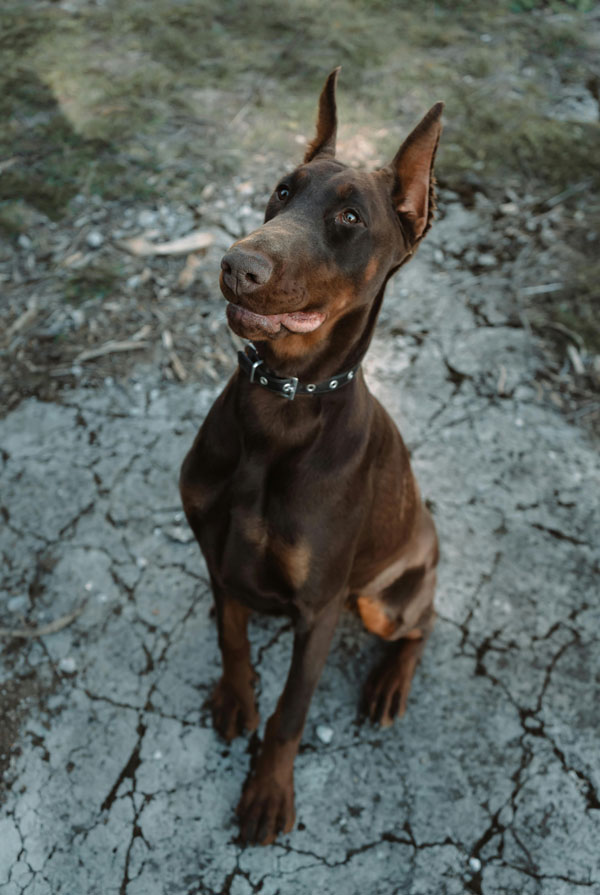 Souscrire assurance Dobermann