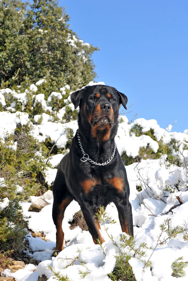 Souscrire assurance Rottweiler