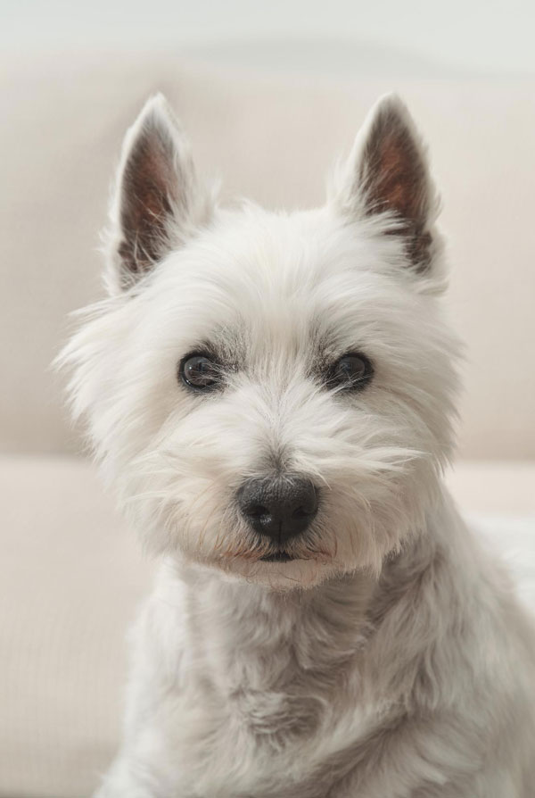 Souscrire assurance Westie