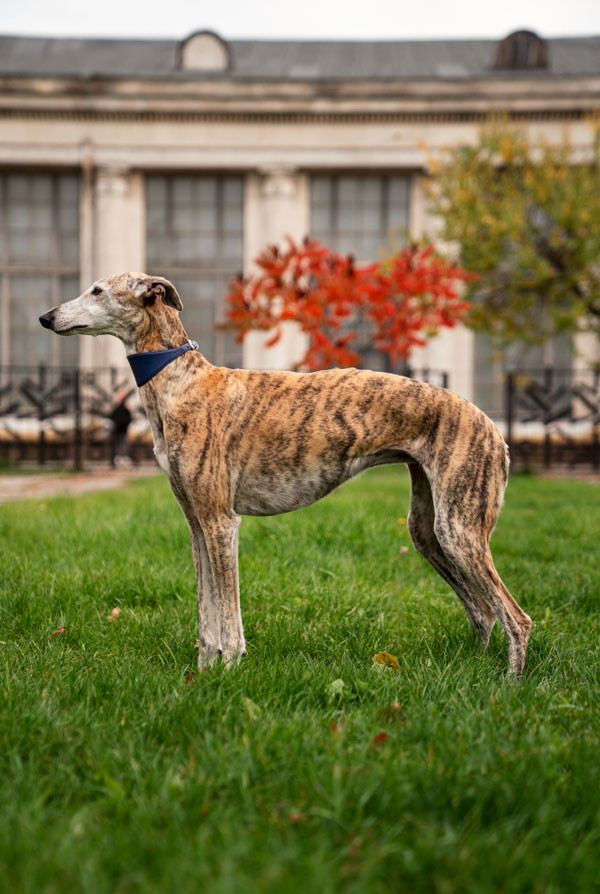 Souscrire assurance Whippet