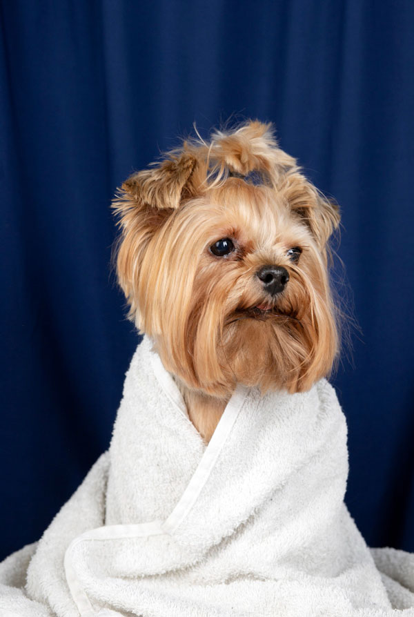 Souscrire assurance Yorkshire Terrier