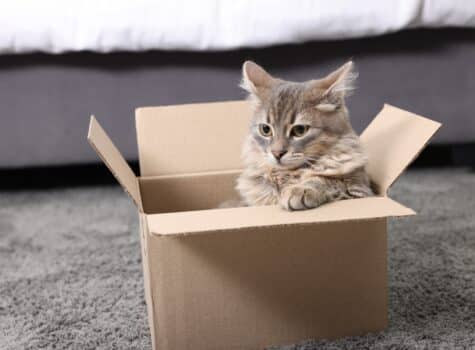 Chat dans un carton de déménagement