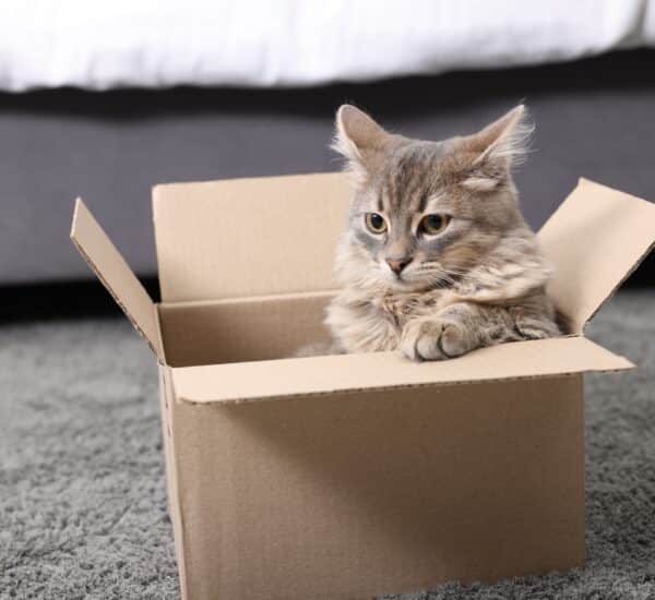 Chat dans un carton de déménagement