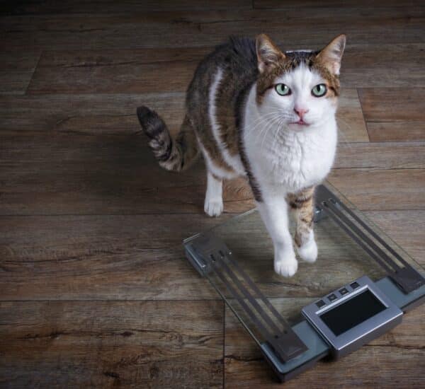 Chat qui se pèse sur une balance