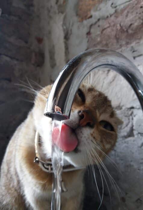 Chat assoiffé qui bois au robinet de cuisine