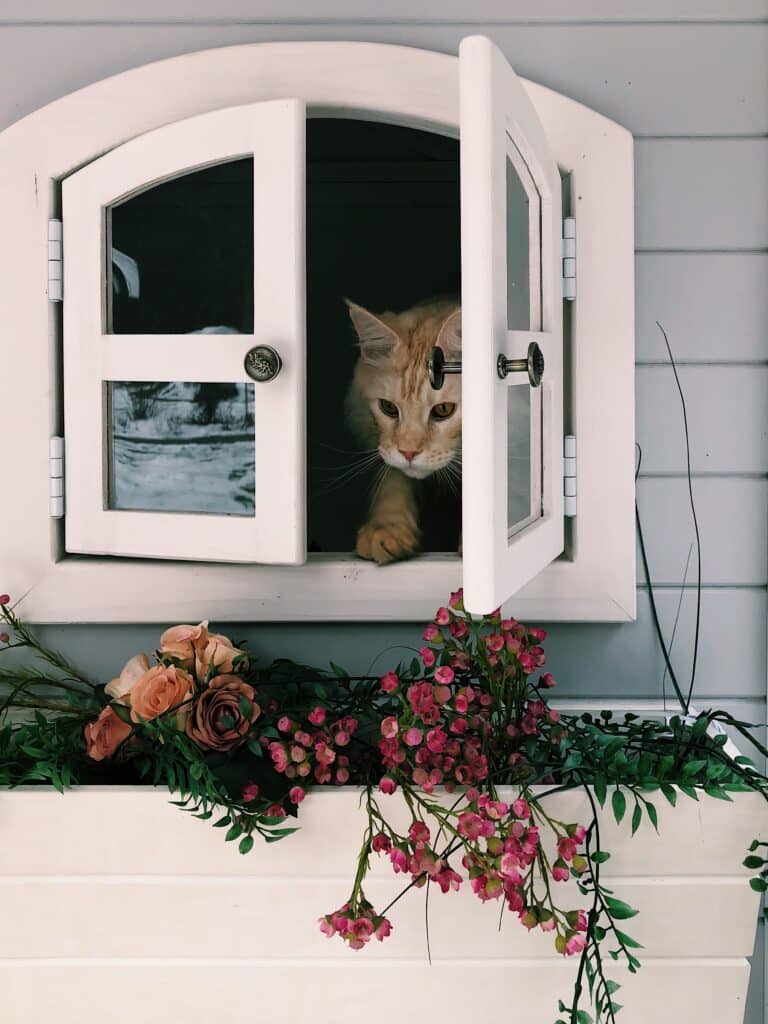 Félin qui explore la maison