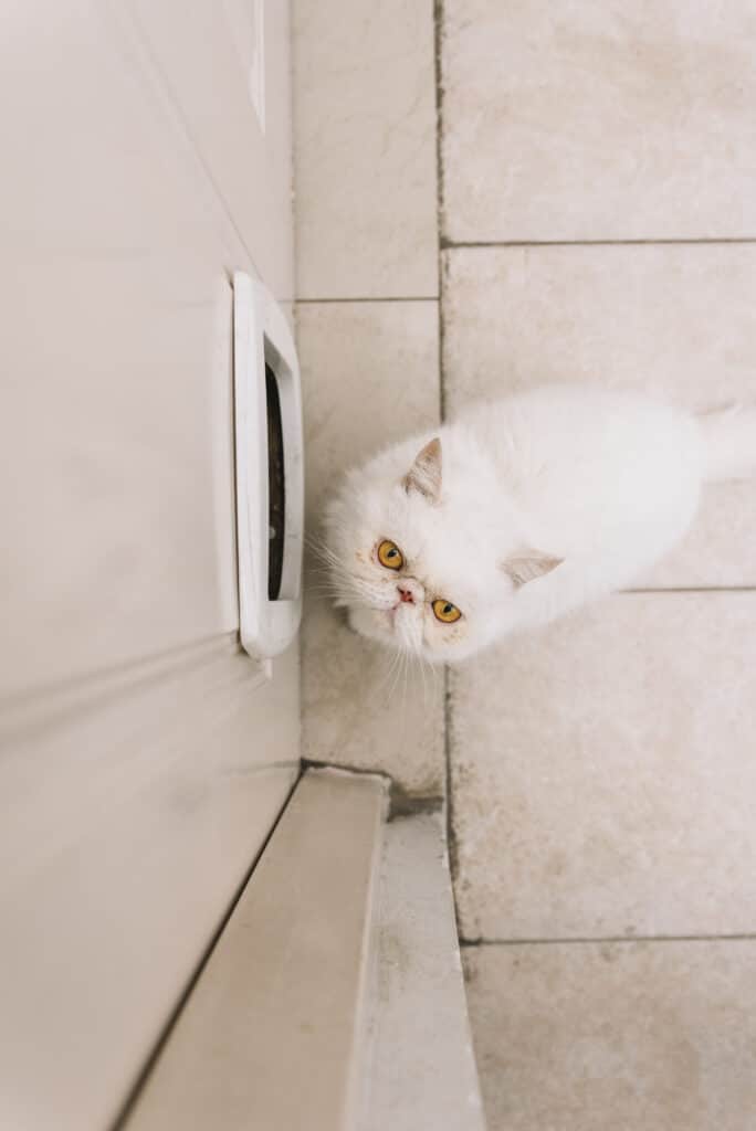 Chat qui suit son maitre au toilettes
