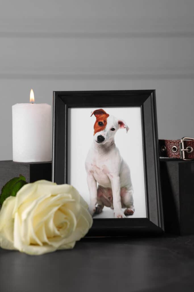 Cadre photo de son chien décédé