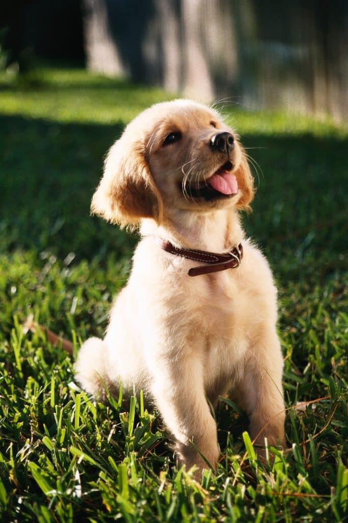 Chiot Golden retriever dans l'herbe