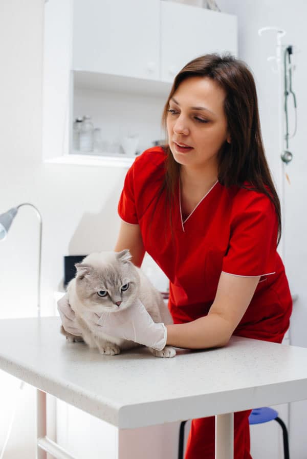 Auscultation d'un chat chez le vétérinaire suite à un AVC