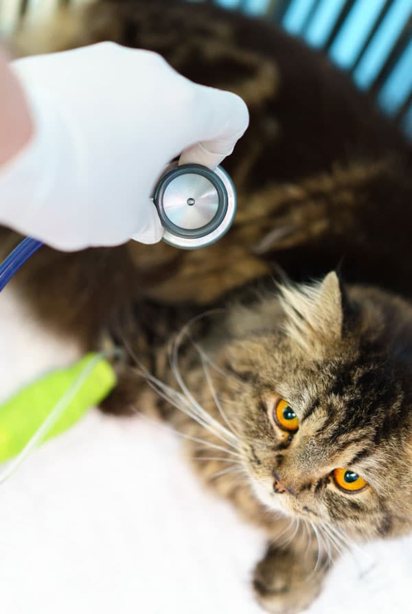 Chat chez le vétérinaire après une bagarre