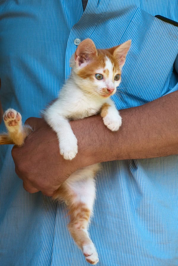 Chat chez le vétérinaire pour une blessure au coussinet