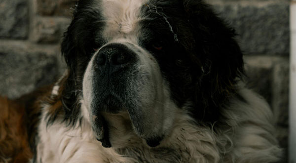 Caractéristiques physiques du Saint Bernard