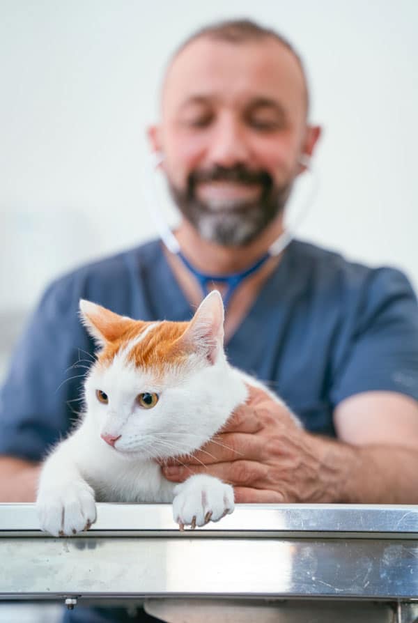 Chat atteint d'une maladie chez le vétérinaire