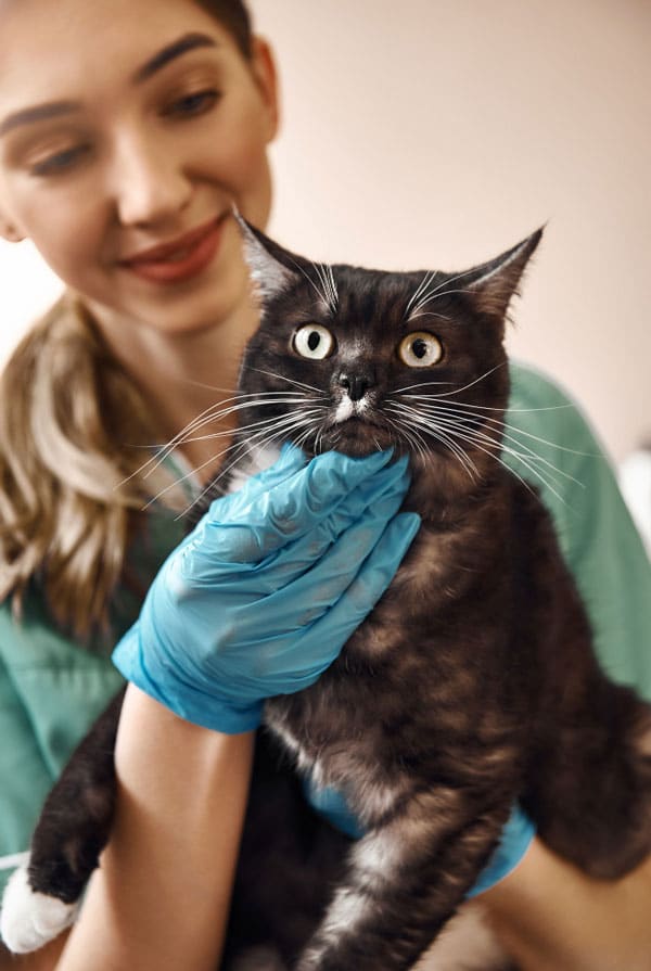 Chat parachute chez le vétérinaire