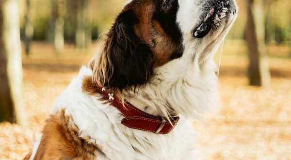 Comportement du Saint Bernard