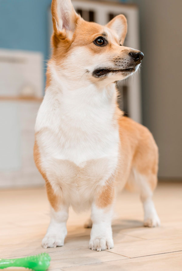 Comportement du Welsh Corgi