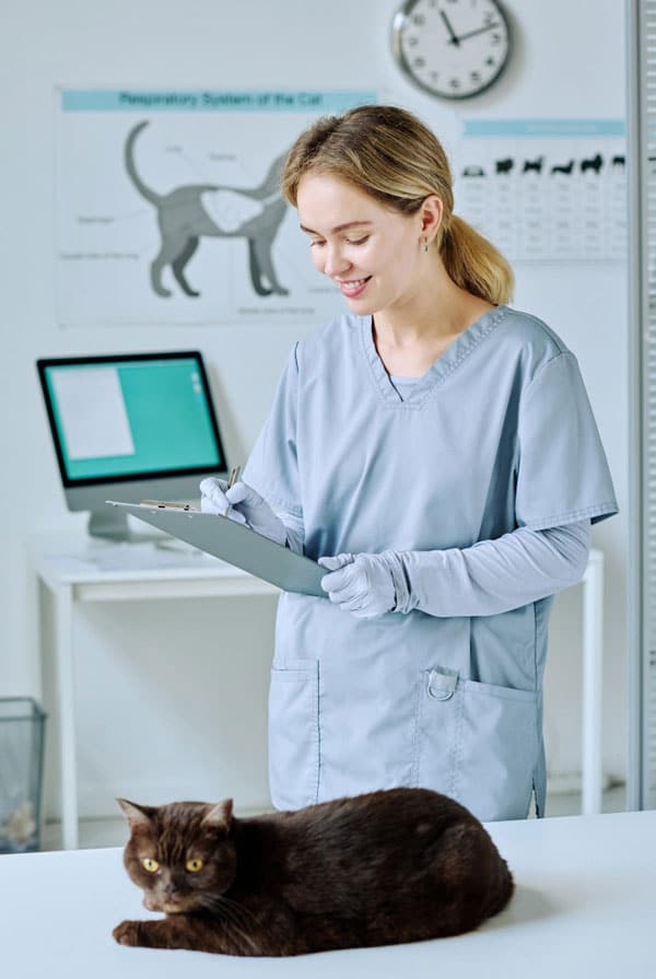 Chat chez le vétérinaire pour des convulsions