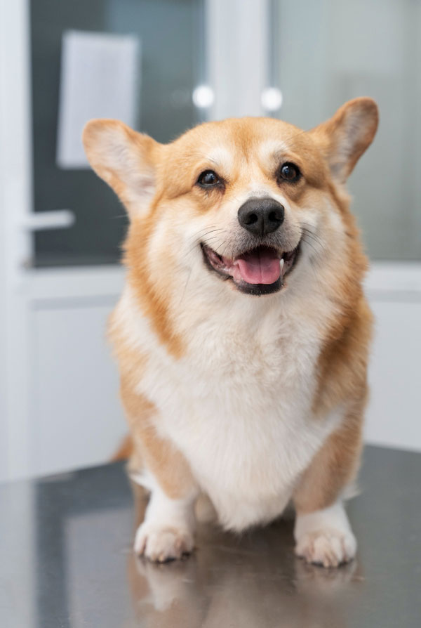Cout d'entretien d'un Welsh Corgi
