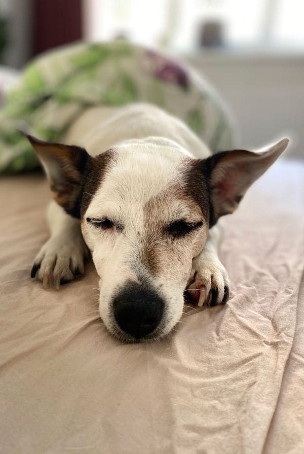 Chien avec décollement de la rétine