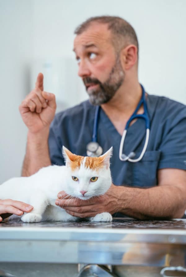 Chat avec une embolie pulmonaire chez le vétérinaire