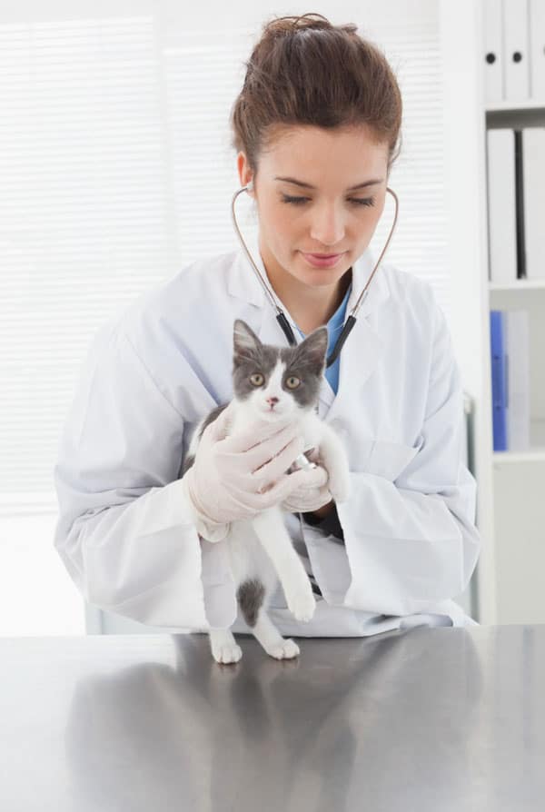 Chat avec un épillet chez le vétérinaire