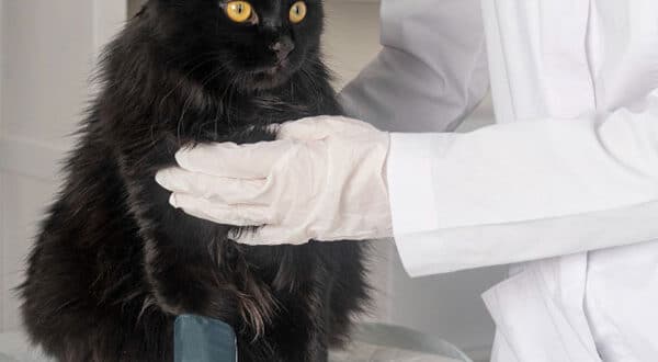 Chat chez le vétérinaire suite à une griffure