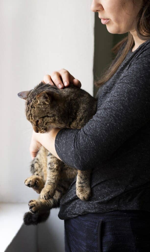 Chaton dépendant affectif
