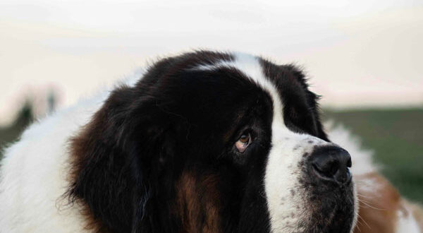 Origine du Saint Bernard