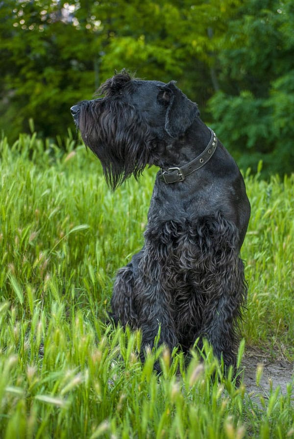 Souscrire assurance Schnauzer