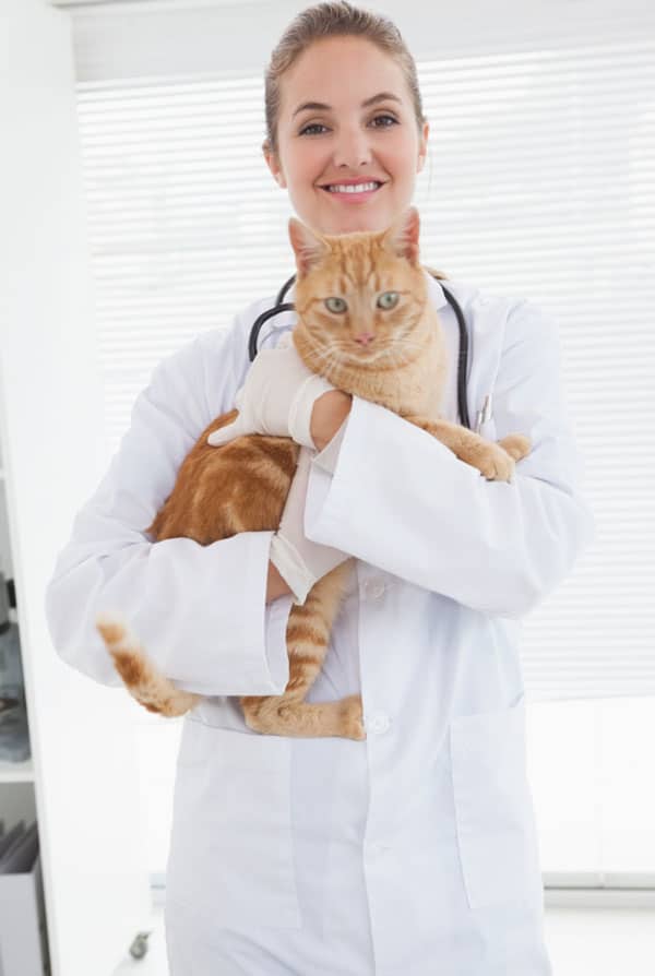 Chat atteint du typhus chez le vétérinaire