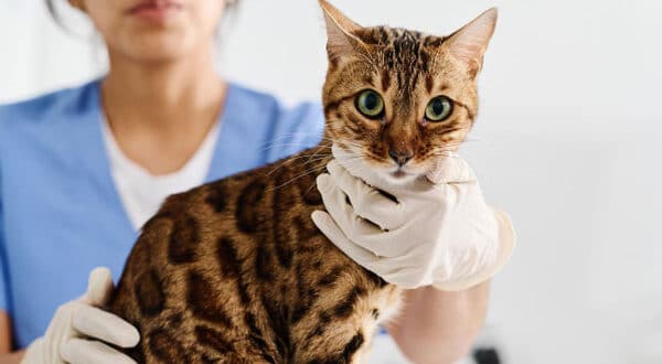 Chat chez le vétérinaire pour un abcès