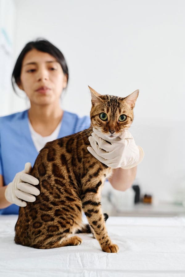 Chat chez le vétérinaire pour un abcès