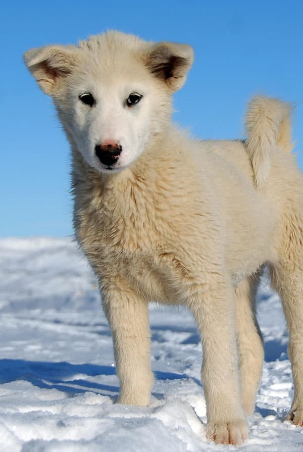 Accueillir un chiot Chien du Groenland