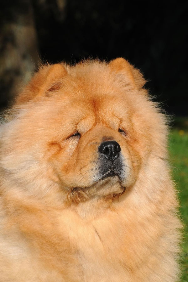Accueillir un chiot Chow Chow
