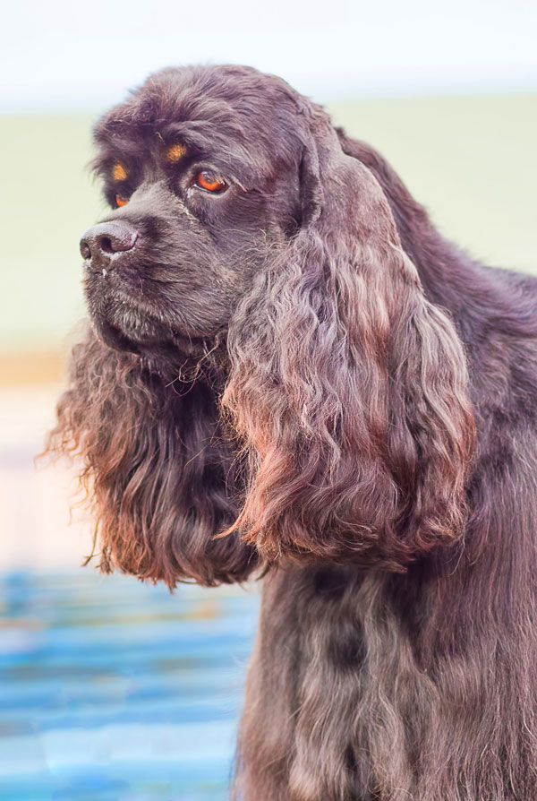 Accueillir un chiot Cocker Américain